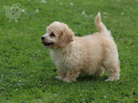 PoulaTo: Cavapoo Red